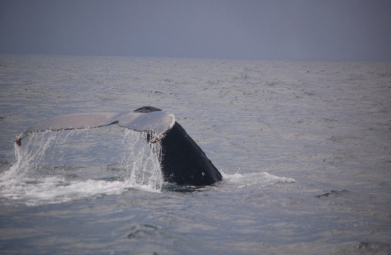 Sunrise: A glimpse of hope? CBD and PTSD.