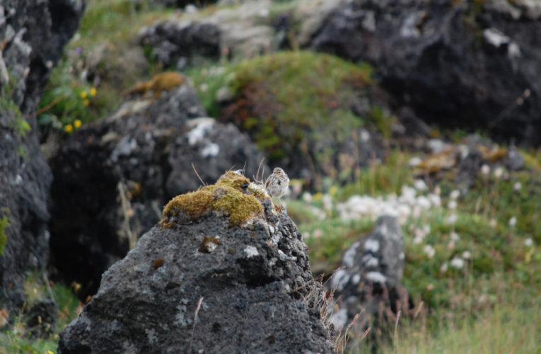 Sunrise: Post-school holidays re-set. PTSD self-scan.