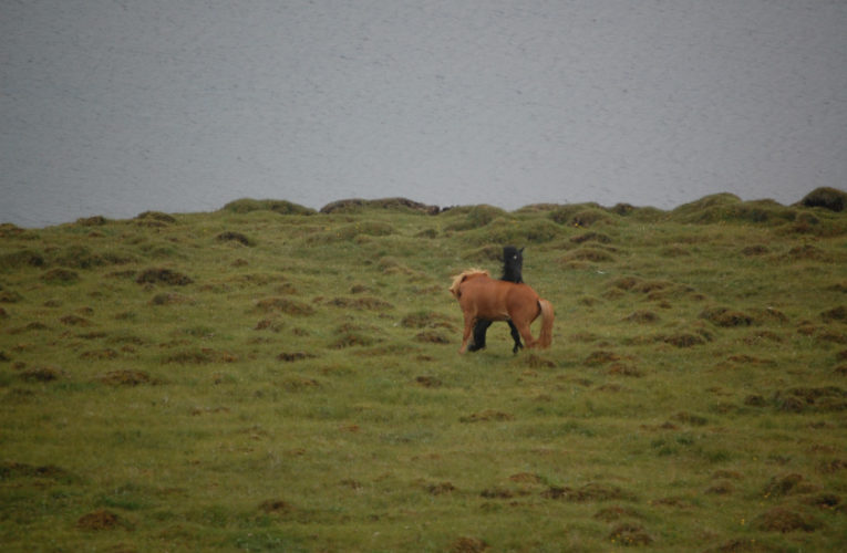 Sunrise: The Battle for Harmony When Living With PTSD