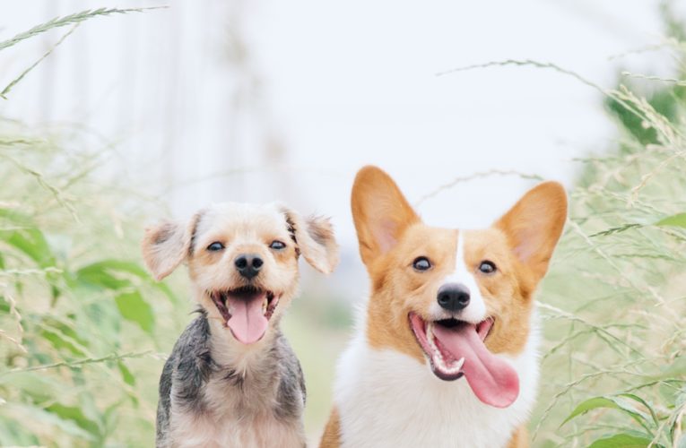 Preventing Home Dog Fights in Sunrise